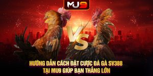 Hướng dẫn cách đặt cược đá gà SV388 tại MU9 giúp bạn thắng lớn